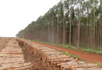 plantação-eucalipto.jpg